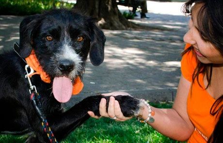 San Sebastián contará con una ordenanza que regule la protección y tenencia de animales