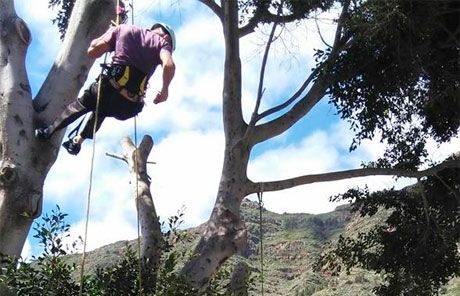 Finaliza un curso sobre poda en altura en Vallehermoso