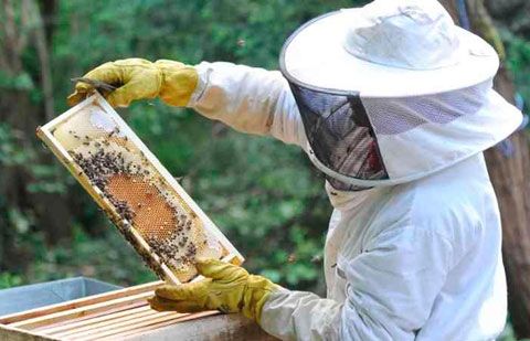 La Gomera organiza unas jornadas para potenciar la apicultura