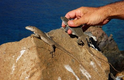 El Cabildo de La Gomera impulsa la conservación y divulgación del Lagarto Gigante