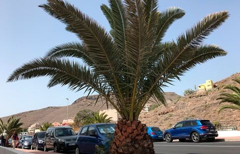 Continúan las actuaciones en el palmeral de San Sebastián de La Gomera