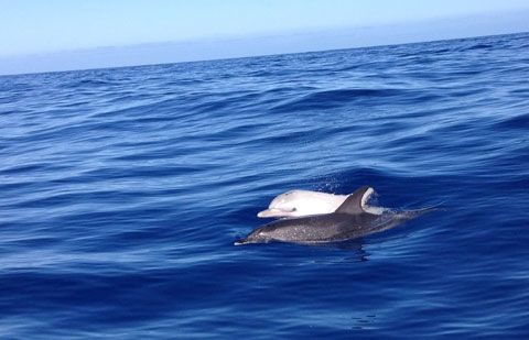 Avistado un raro delfín moteado de color blanco en las costas de La Gomera