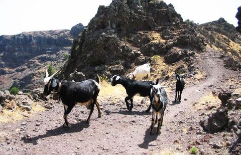 Este viernes se inaugura la Feria Insular de Ganadería de La Gomera