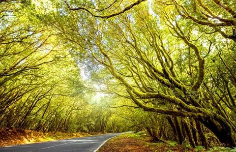 La Gomera celebra su quinto aniversario como Reserva de la Biosfera