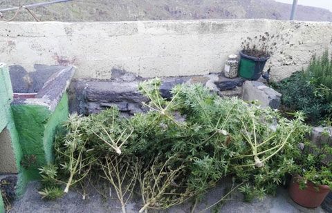 La Guardia Civil investiga a un varón por cultivar plantas de marihuana en La Gomera