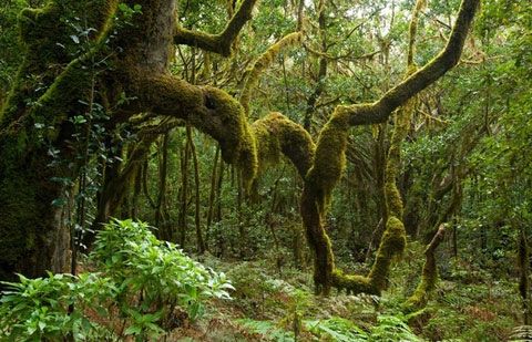 La Gomera celebrará el Día Insular del Árbol el próximo 2 de diciembre