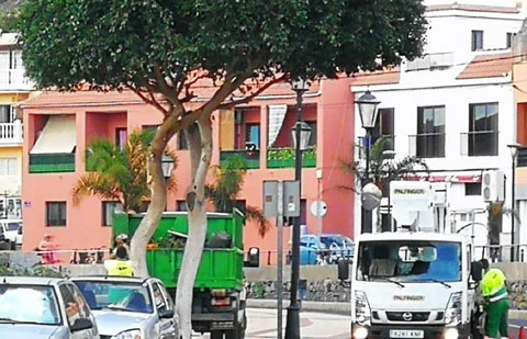El Ayuntamiento de Valle Gran Rey comienza la poda de especies arbóreas