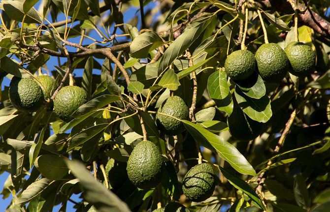 El Gobierno regional lleva a Bruselas la inscripción del aguacate de Canarias como IGP
