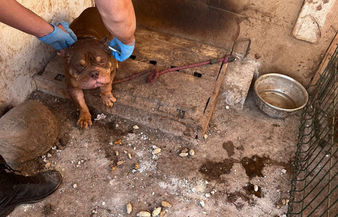 La Policía Autonómica investiga un presunto caso de maltrato animal en el sur de Tenerife