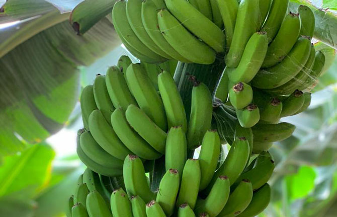 El Gobierno canario abona 70 millones a más de 7.500 productores de plátano IGP