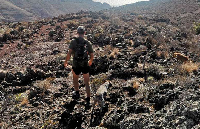El Cabildo apertura seis campos de adiestramiento y entrenamiento de perros de caza controlada