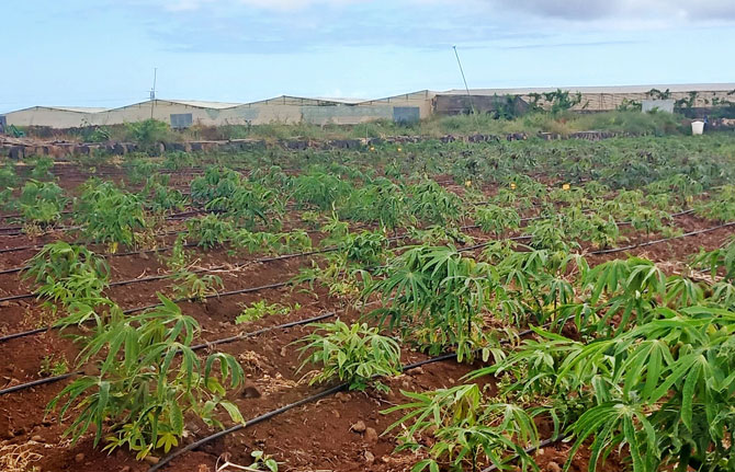 Desarrollan proyecto de investigación de la yuca como alimento para el ganado en el archipiélago