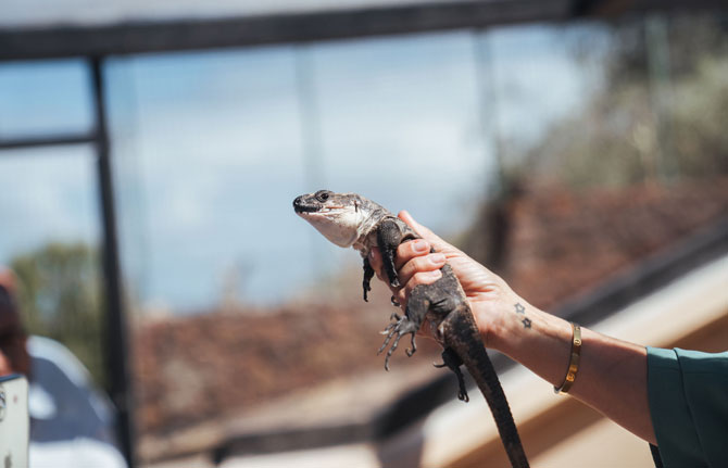 El Centro de Recuperación del Lagarto Gigante registra más de 800 nacimientos tras 25 años de su descubrimiento