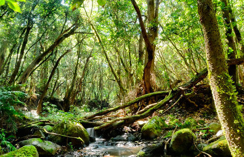 Jornada de conferencias sobre Vulnerabilidad e Impacto del Cambio Climático en la Hidrología y la Flora del Parque Nacional de Garajonay