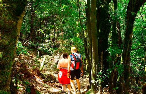 El Parque Nacional de Garajonay inicia el proceso de adhesión a la Carta Europea de Turismo Sostenible