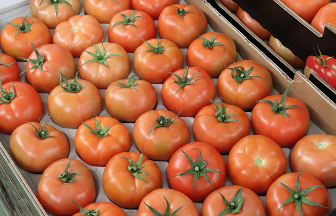 El Gobierno de Canarias convoca la ayuda POSEI al tomate de invierno