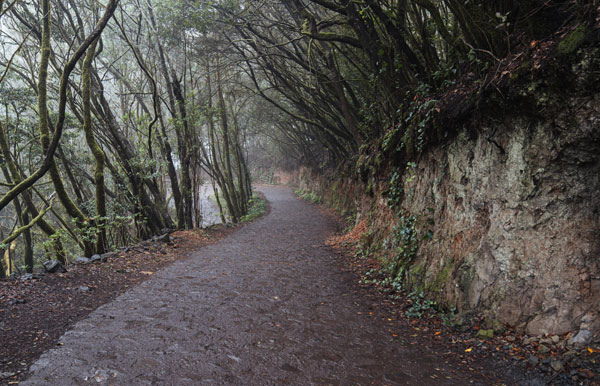 El Cabildo aprueba el proyecto de mejora del acceso a El Cedro – Las Mimbreras