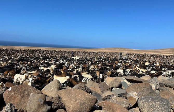 El Gobierno de Canarias incrementa en un 40% las ayudas a las asociaciones del ganado de costa de Fuerteventura