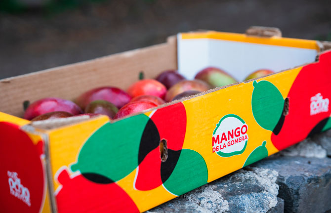 GMR Canarias impulsa la comercialización de más de 100.000 kg de mangos de La Gomera a través de una nueva imagen